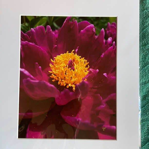 💖 “Peony Bloom” LM Photograph - Picture 2 of 2